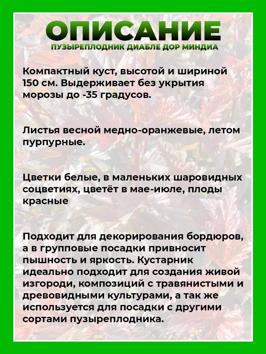Пузыреплодник калинолистный Диабле ДOр Миндиа