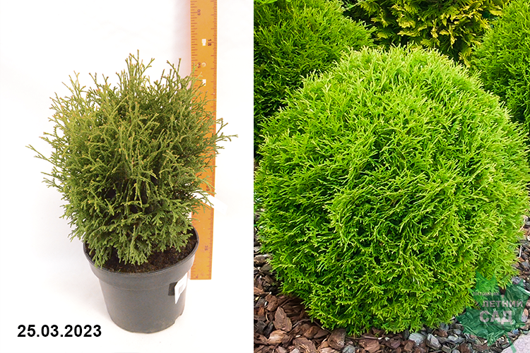 Thuja occidentalis Hozery-3500