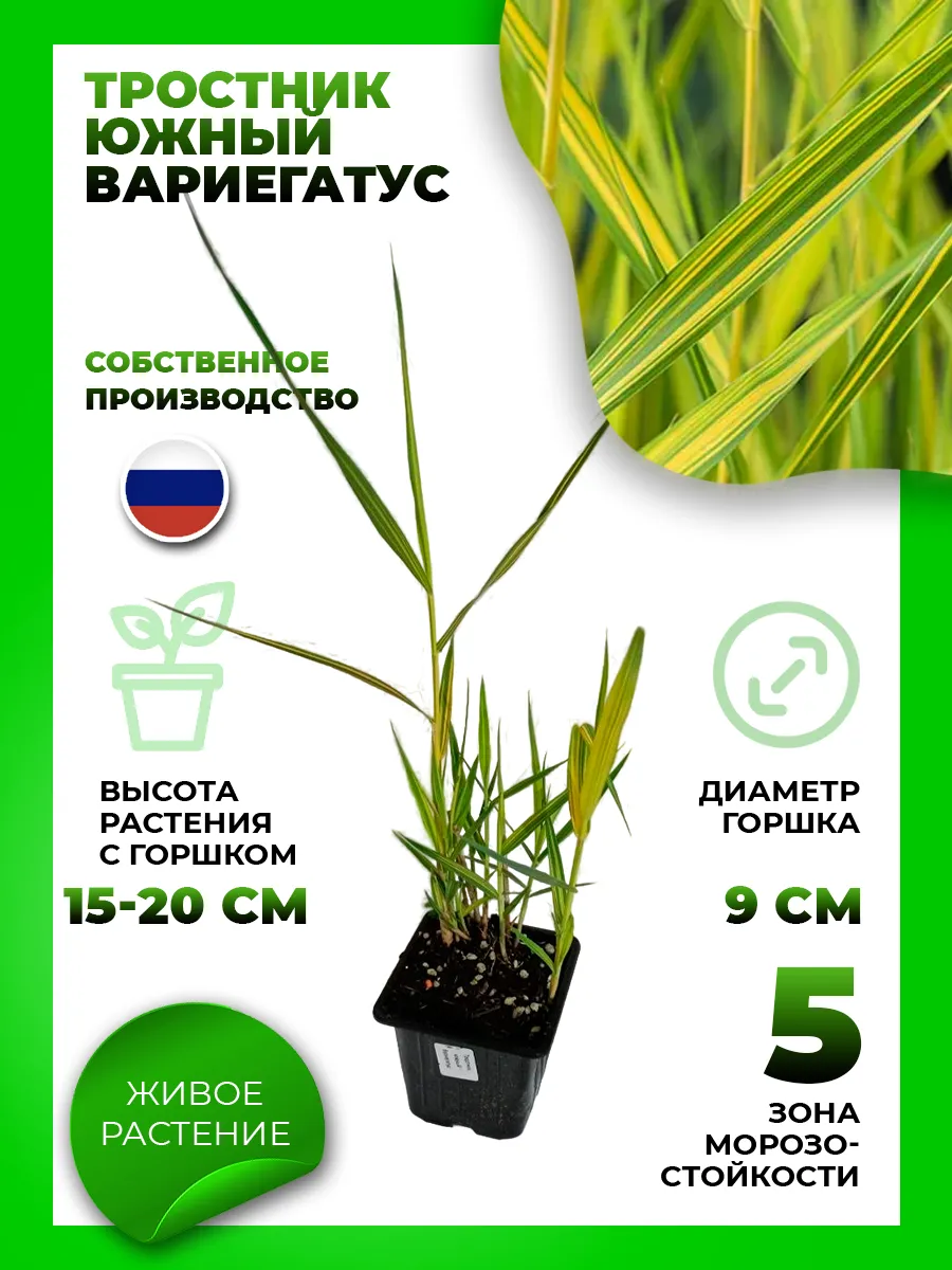 Тростник южный Вариегатус