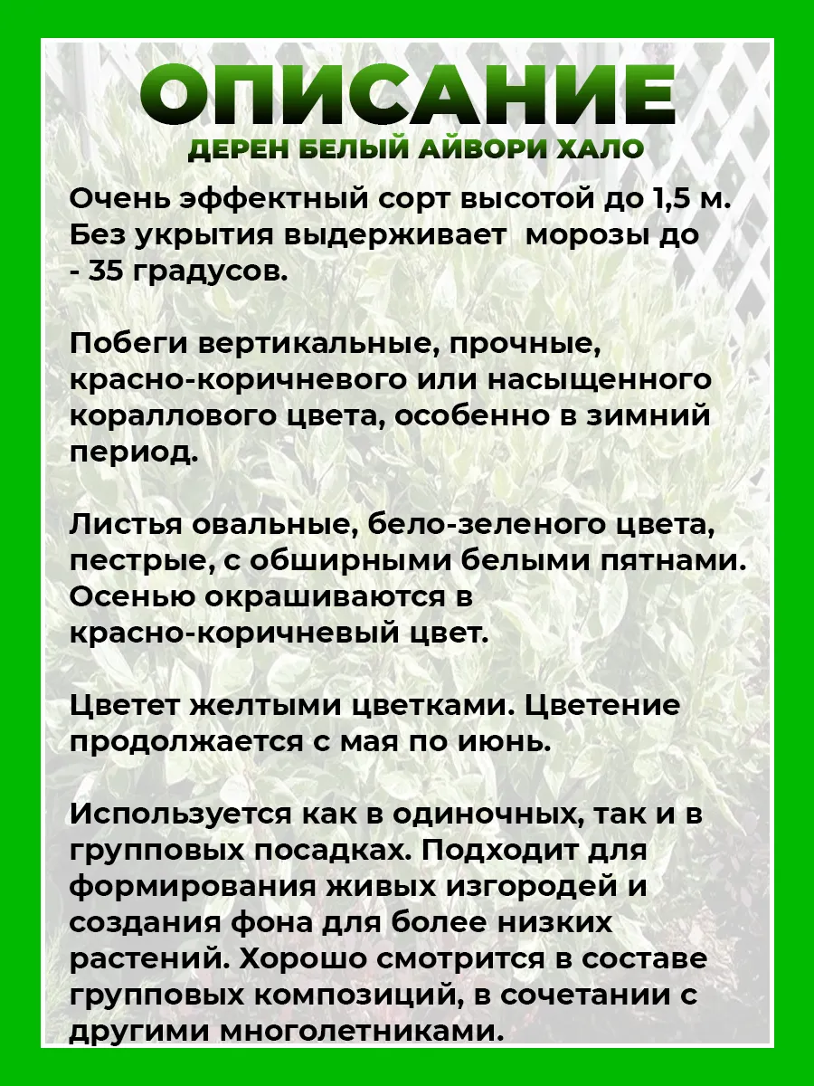Дерен белый Айвори Хало