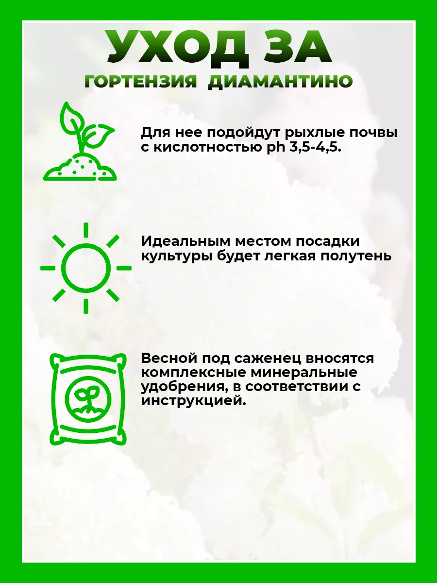 Гортензия метельчатая Диамантино