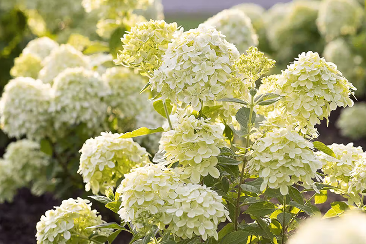 Bee happy гортензия метельчатая фото Гортензия метельчатая Литтл Пассион (Hydrangea paniculata Little Passion) Р9 - П