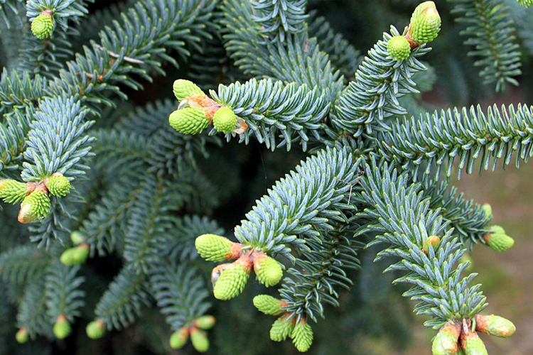 Пихта испанская Глаука н