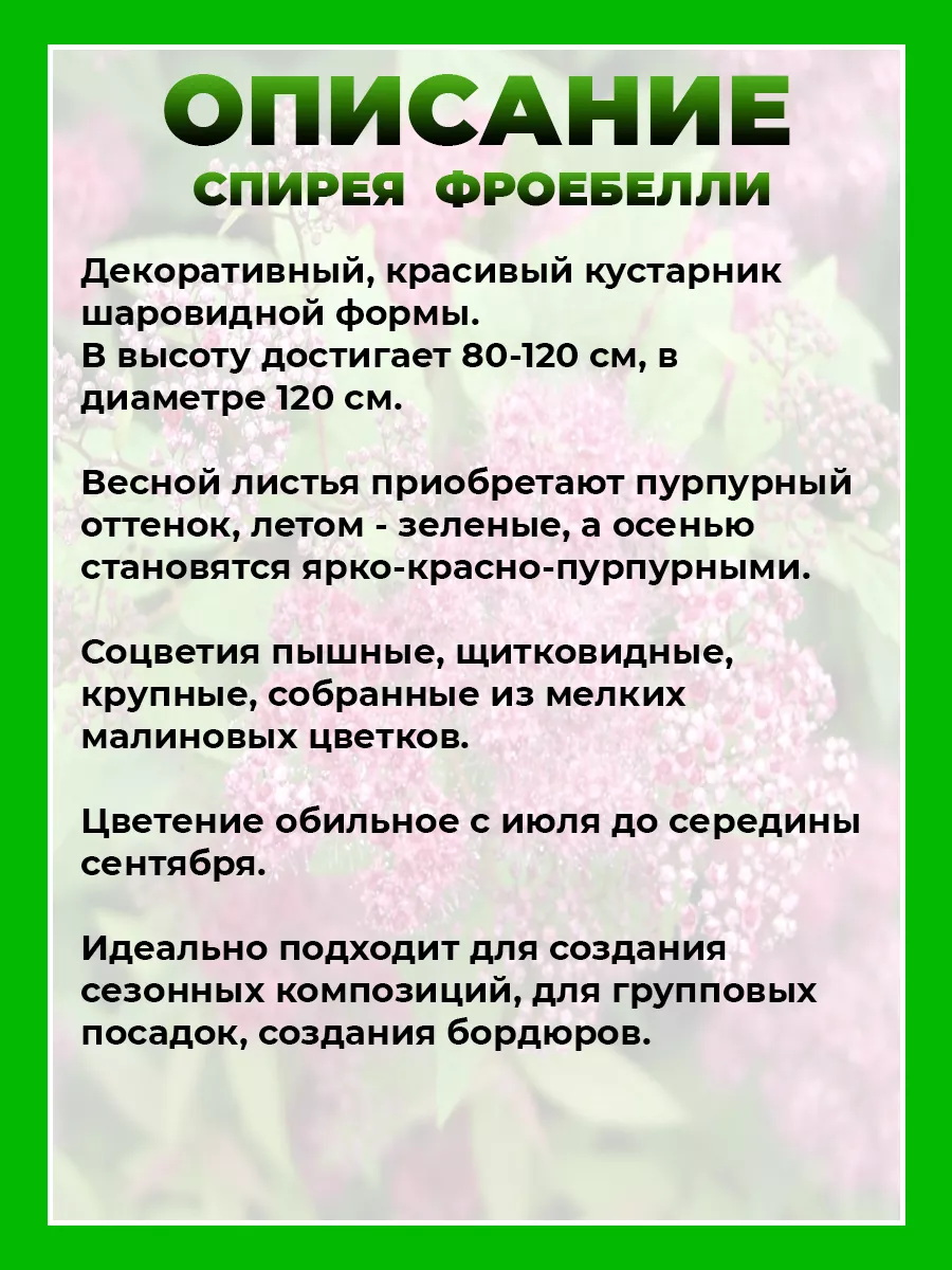 Спирея японская Фробели