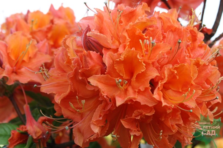 Рододендрон кнап-хилл Мо Гибралтар