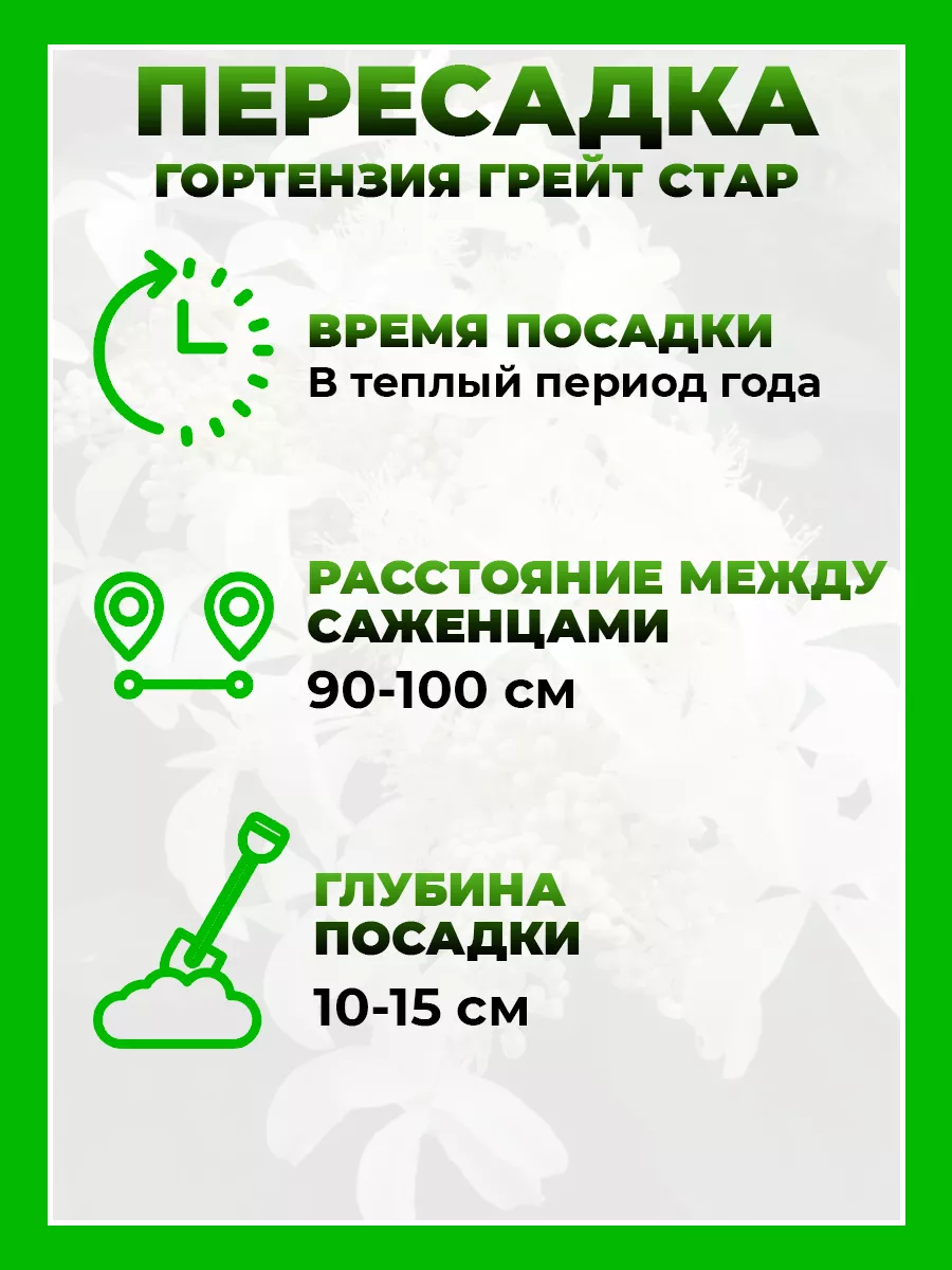 Гортензия метельчатая Грейт Стар