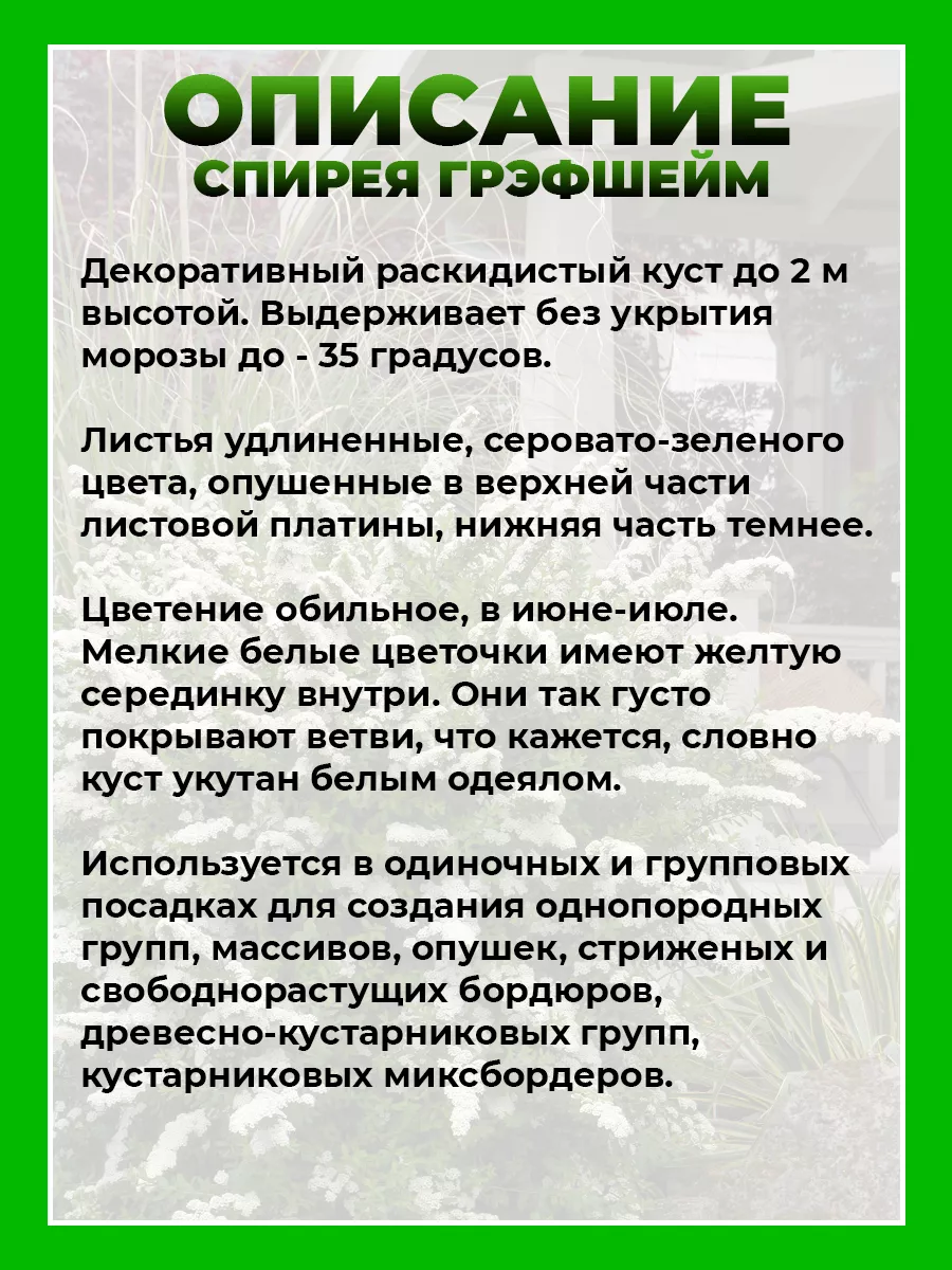 Спирея серая Грефшейм