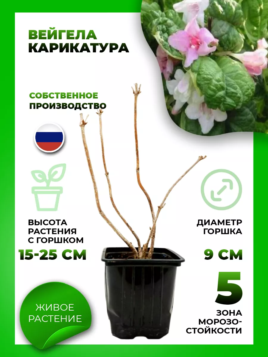 Вейгела цветущая Карикатура