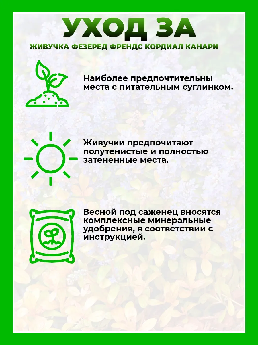 Живучка ползучая Фезеред Френдс Кордиал Канари