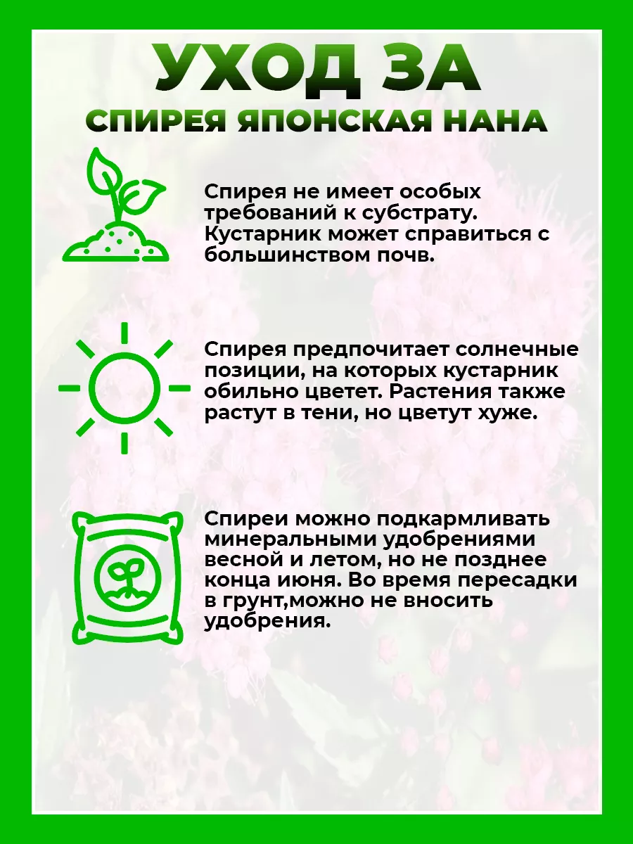 Спирея японская Нана