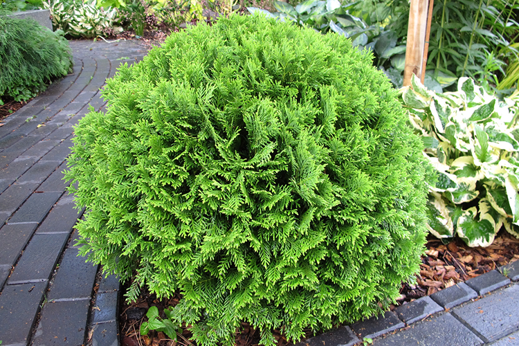 Туя западная Даника Thuja occidentalis Daniса