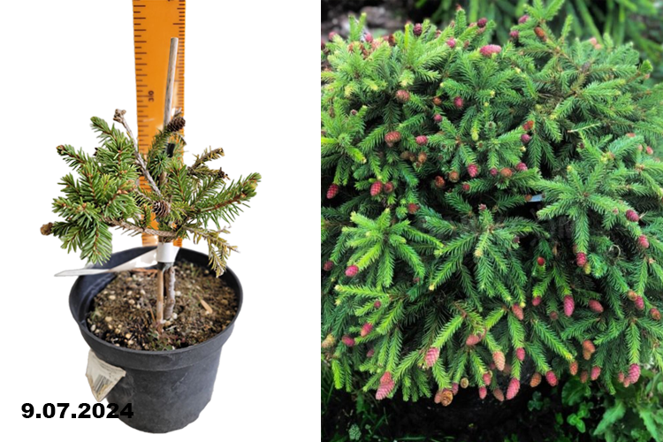 Ель обыкновенная Пуш (Picea abies Pusch) С3