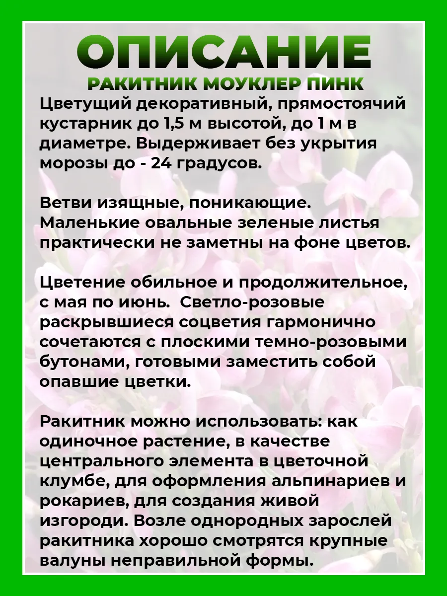 Ракитник ранний Моуклер Пинк