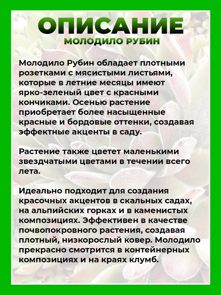 Молодило паутинистое Рубин