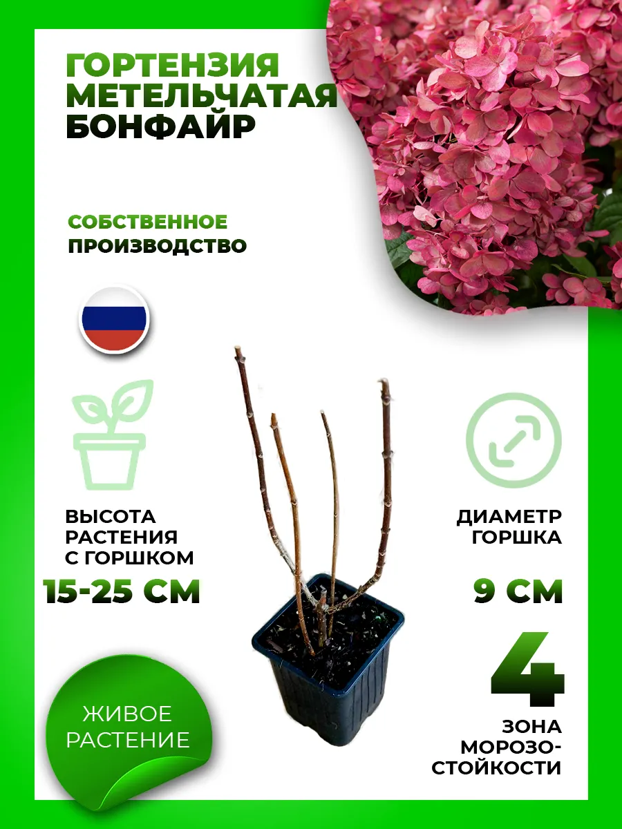 Гортензия метельчатая Бонфайр