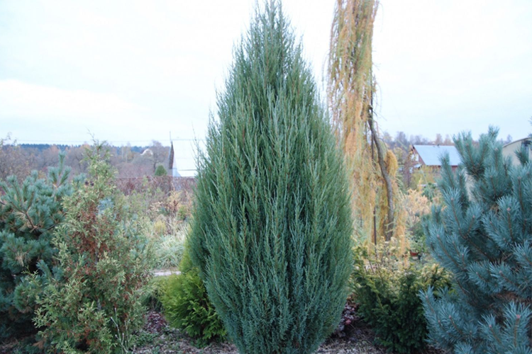 Можжевельник скальный Скайрокет