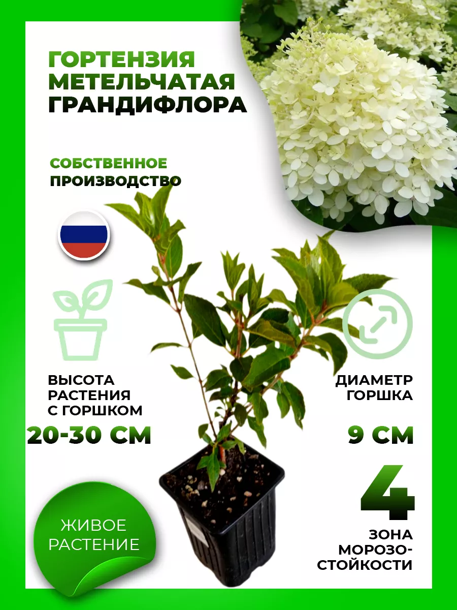 Гортензия метельчатая Грандифлора