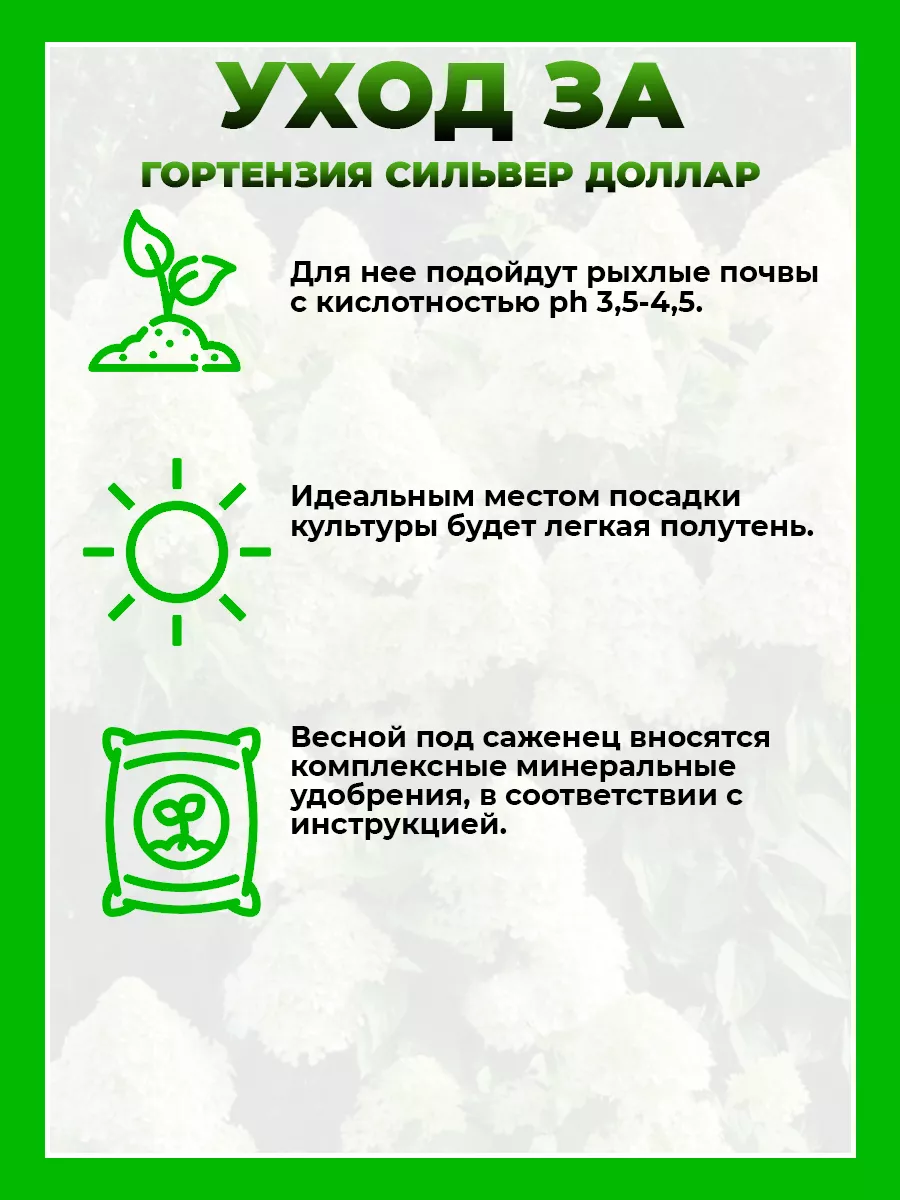 Гортензия метельчатая Сильвер Доллар