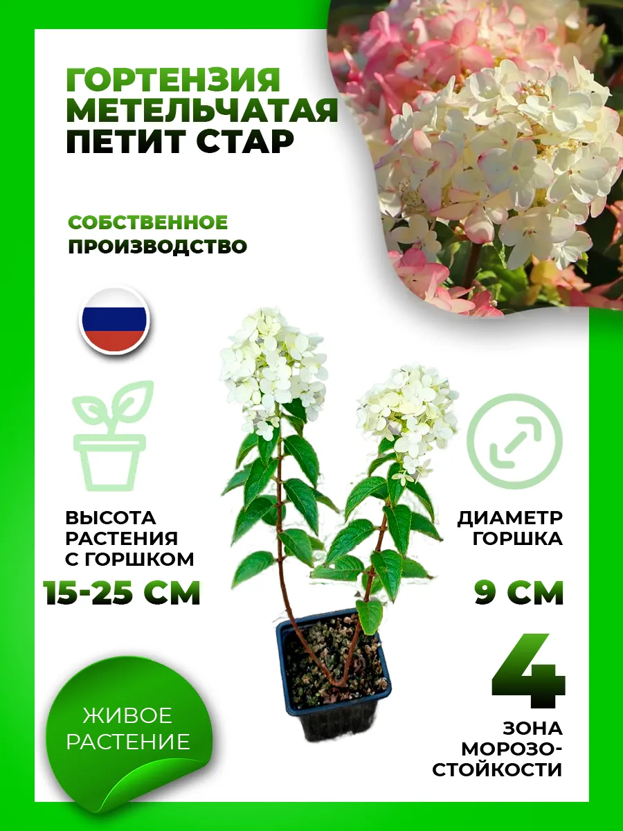 Гортензия метельчатая Петит Стар