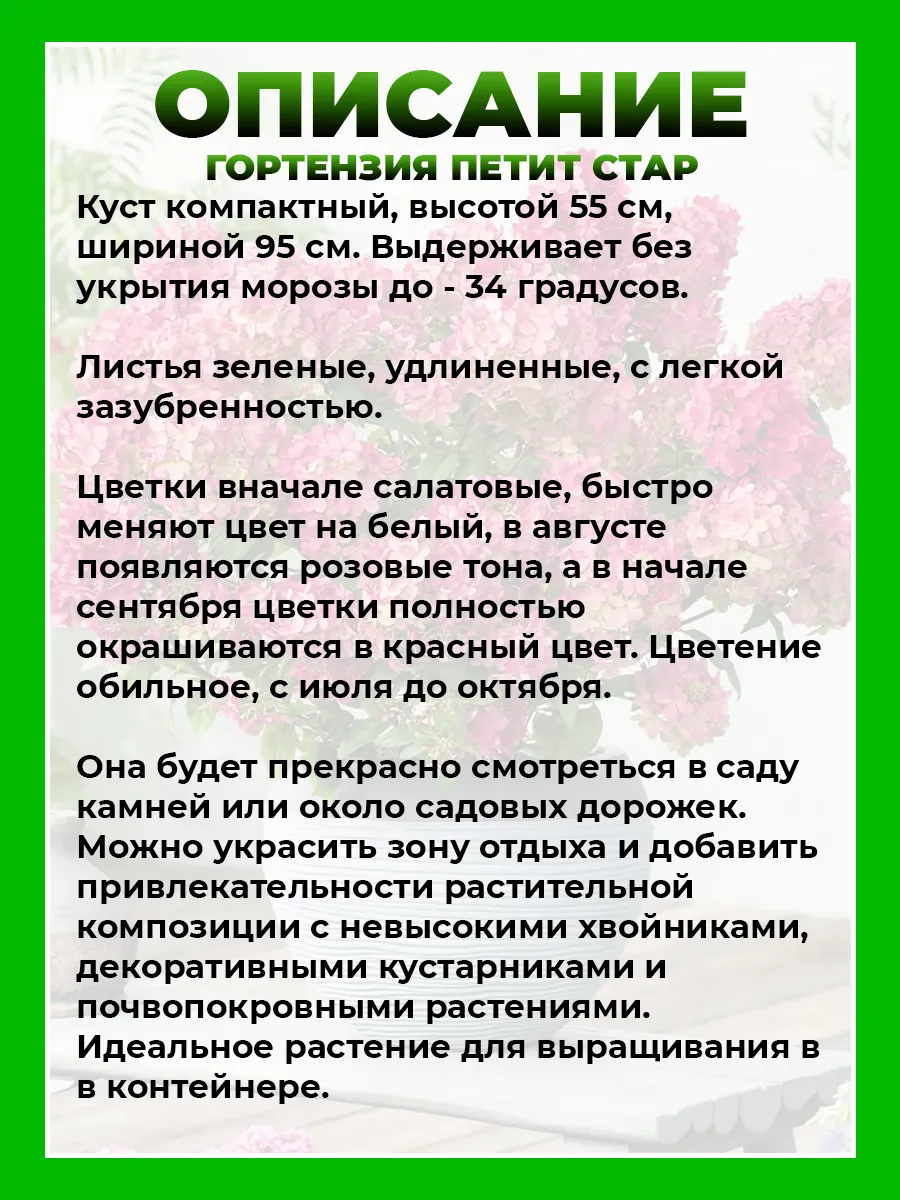 Гортензия метельчатая Петит Стар