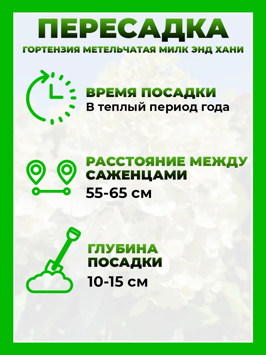 Гортензия метельчатая Милк энд Хани