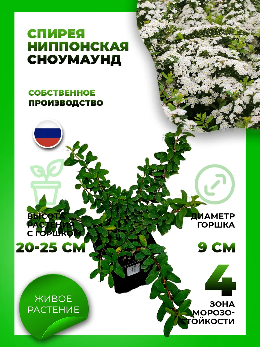 Спирея ниппонская Сноумаунд