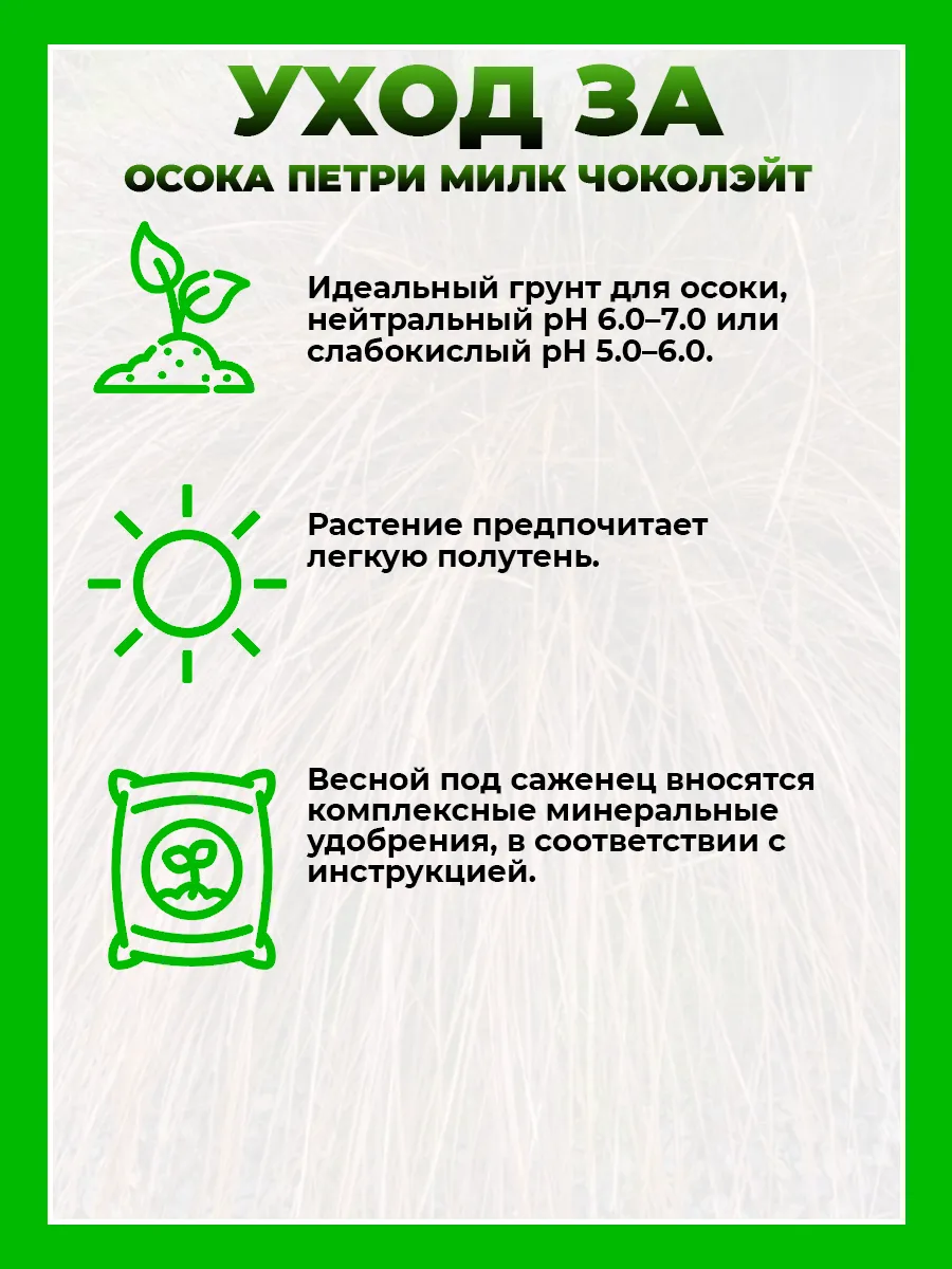 Осока петри Милк Чоколэйт