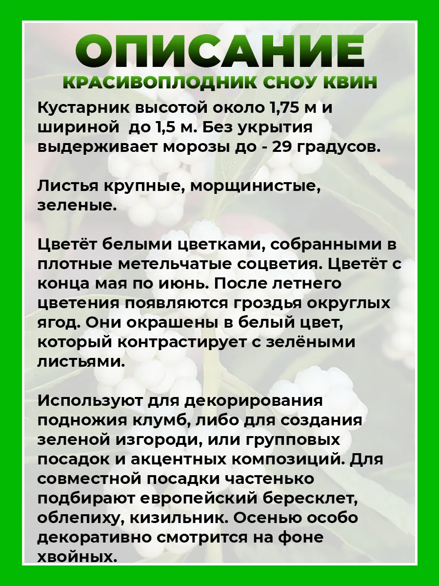 Красивоплодник Бодиньера Сноу Квин