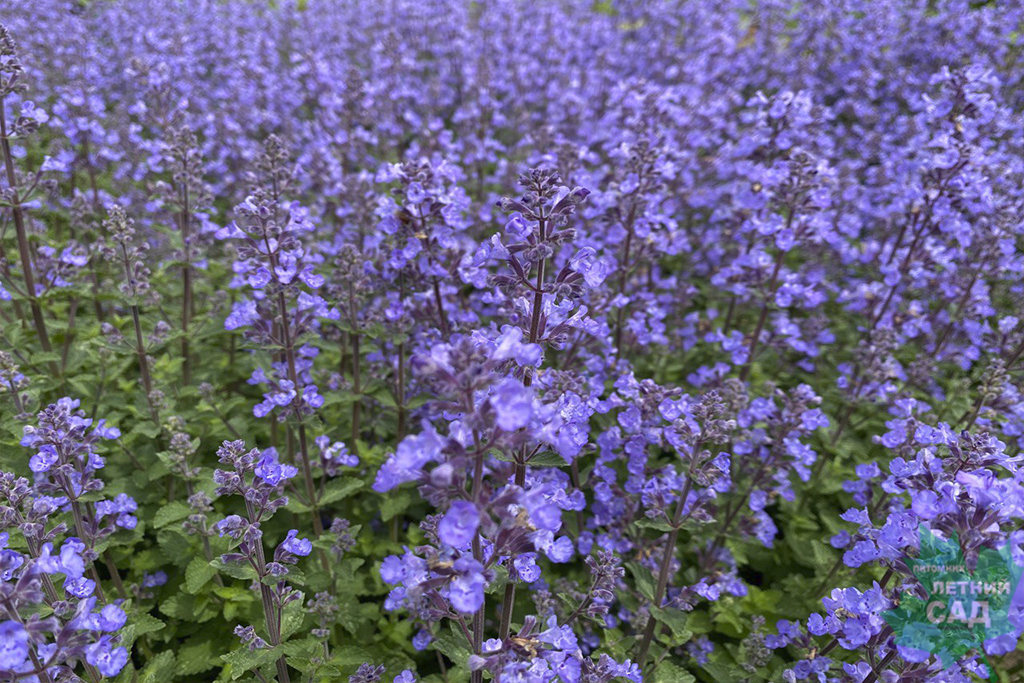 Котовник период цветения. Котовник Пурсиан Блю. Purrsian Blue.