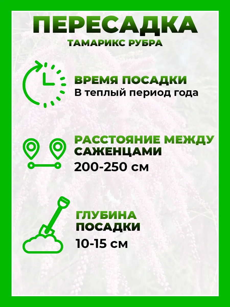 Тамарикс (Гребенщик) ветвистый Рубра