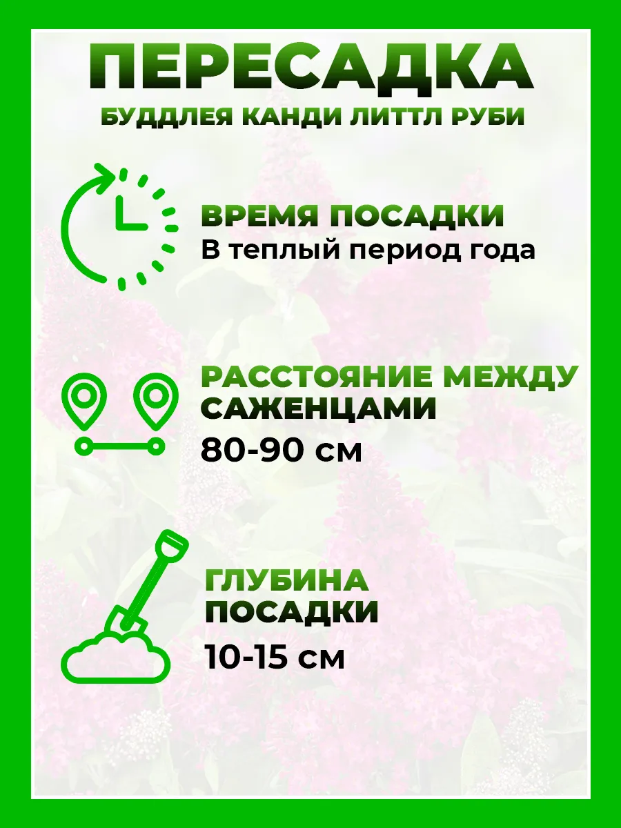 Буддлея Давида Баттерфляй Канди Литтл Руби