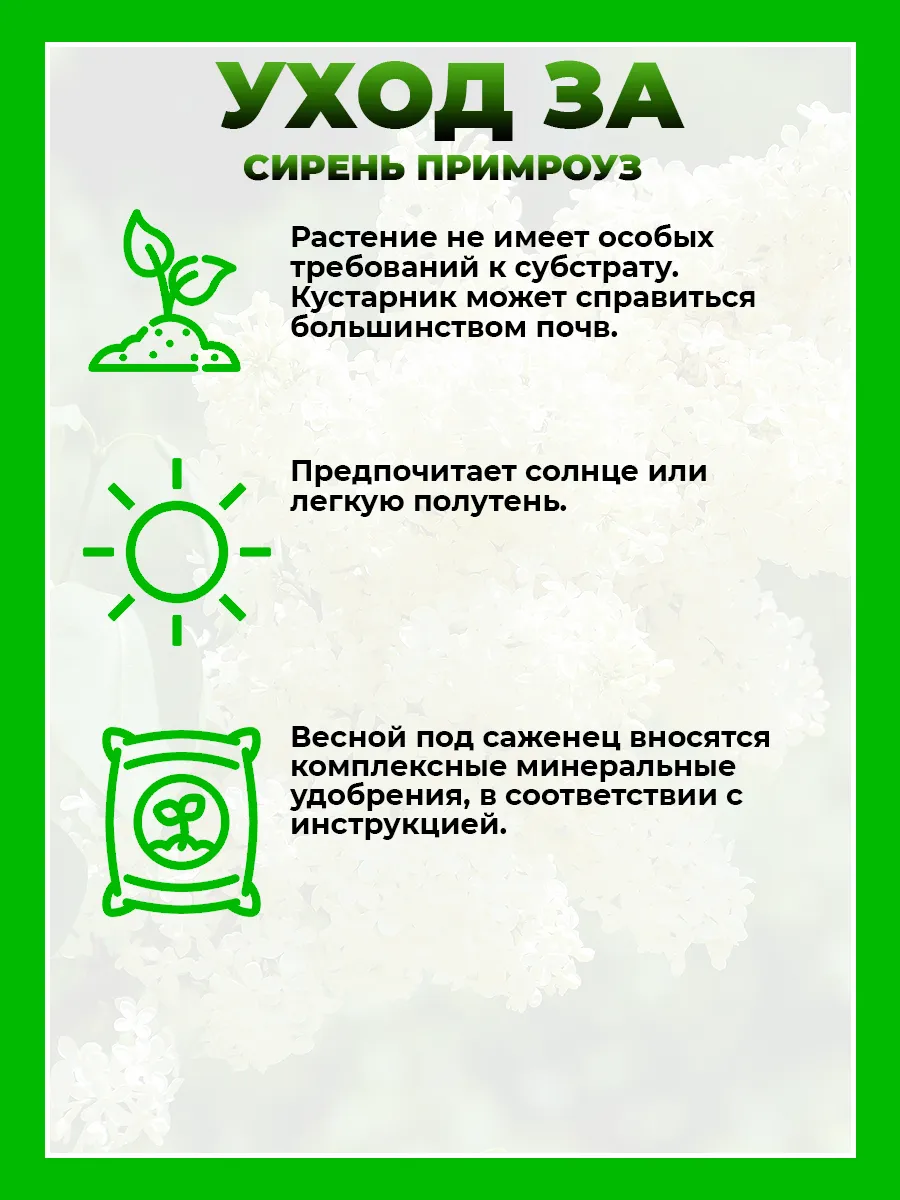 Сирень обыкновенная Примроуз