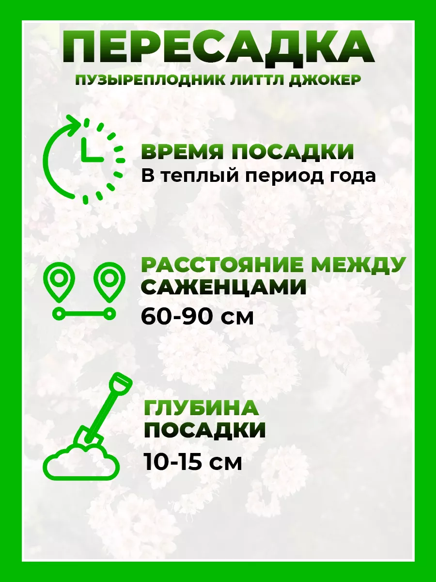 Пузыреплодник калинолистный Литтл Джокер