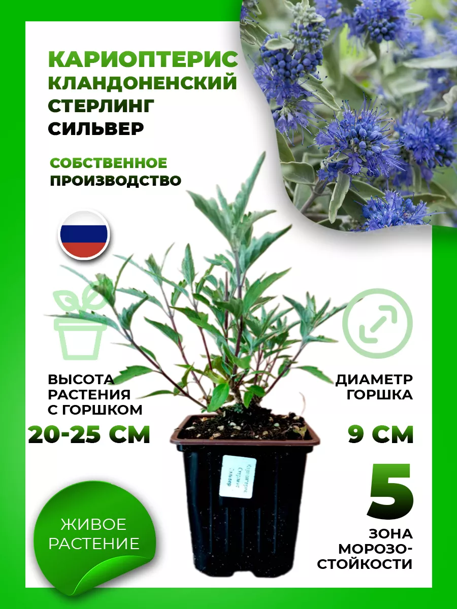 Кариоптерис кландоненский Стерлинг Сильвер
