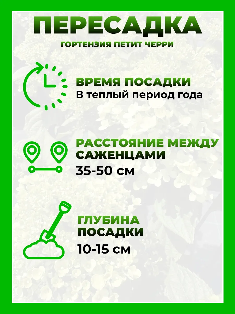 Гортензия метельчатая Петит Черри