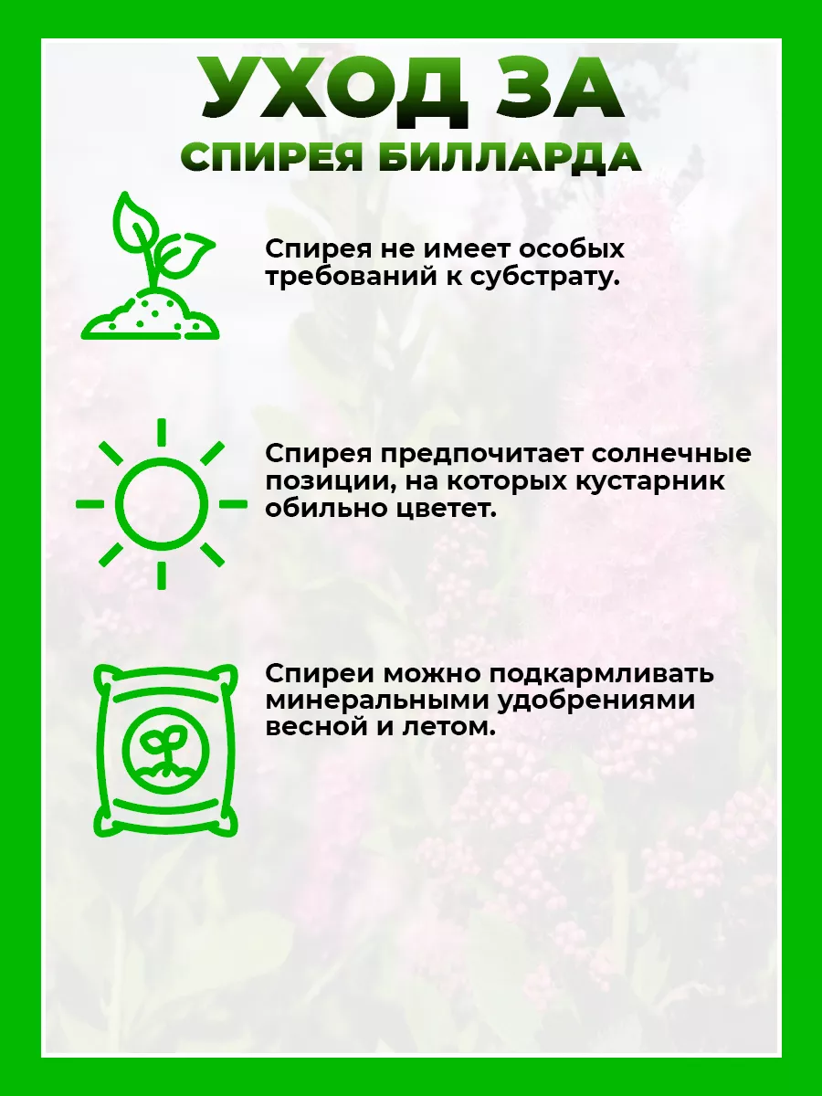 Спирея Билларда