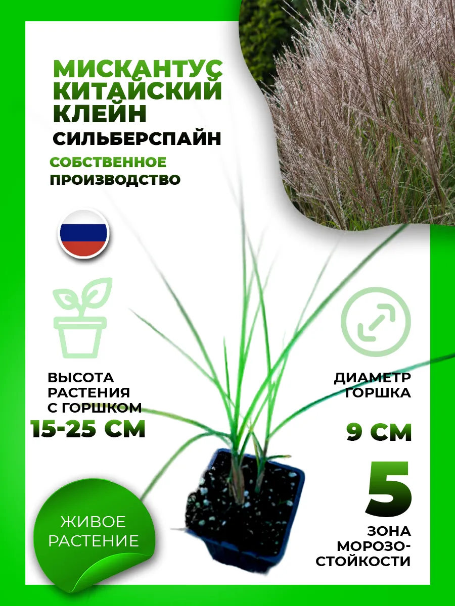 Мискантус китайский Клейн Сильберспайн