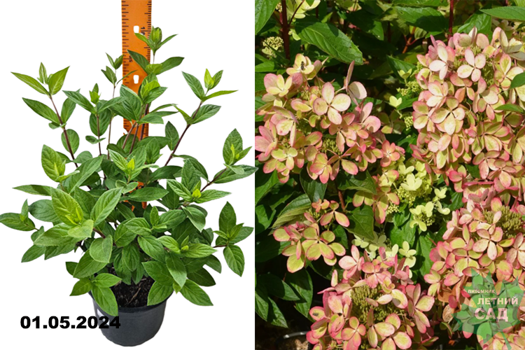 Гортензия метельчатая Пастель Грин (Hydrangea paniculata Pastelgreen) С3