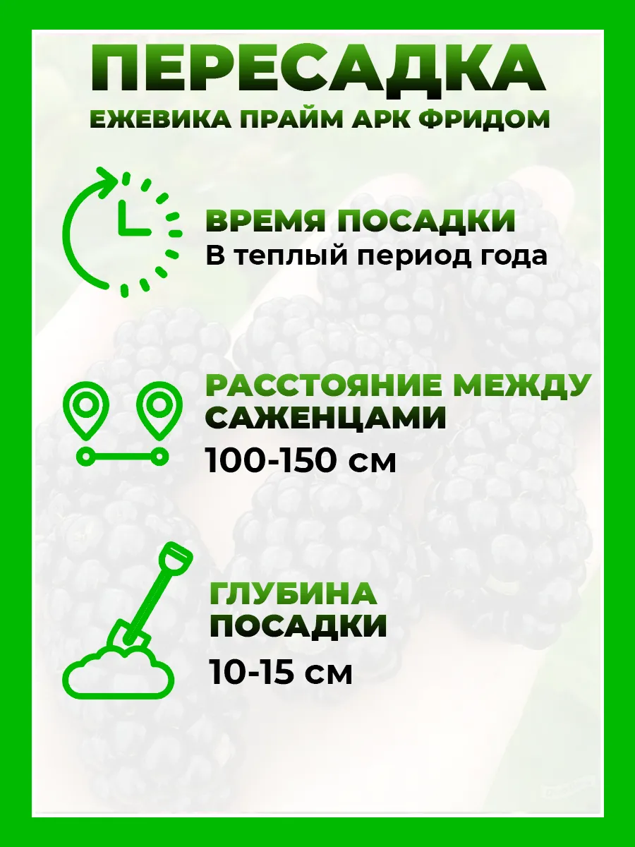 Ежевика Прайм Арк Фридом