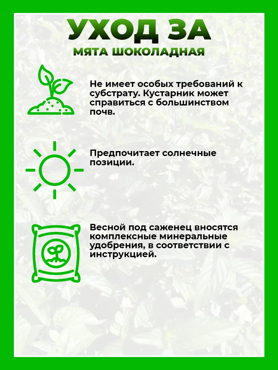 Мята Шоколадная