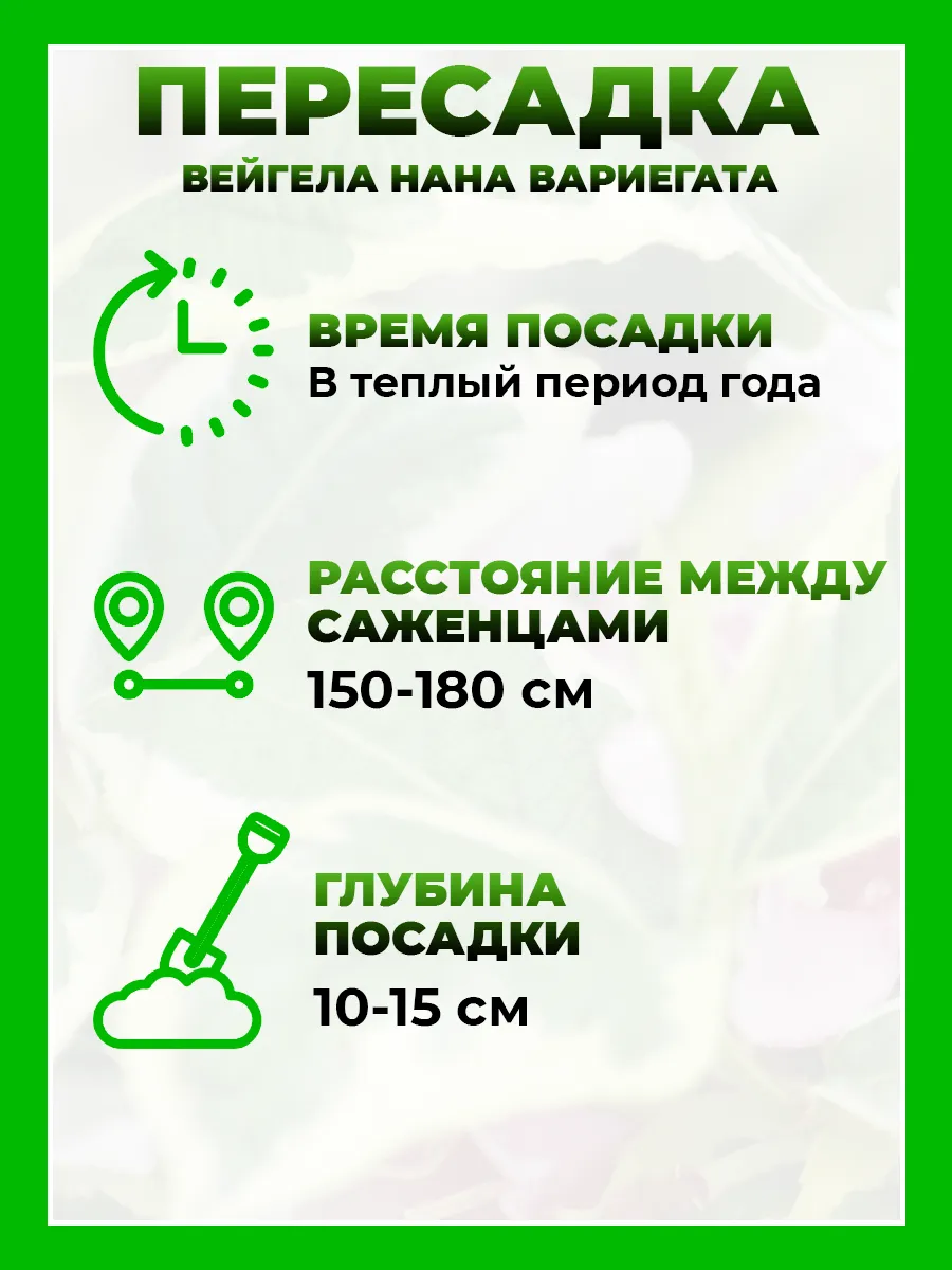 Вейгела цветущая Нана Вариегата
