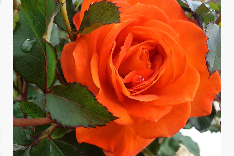 Роза флорибунда Итс Мэджик (Rosa Its Magic) ОКС