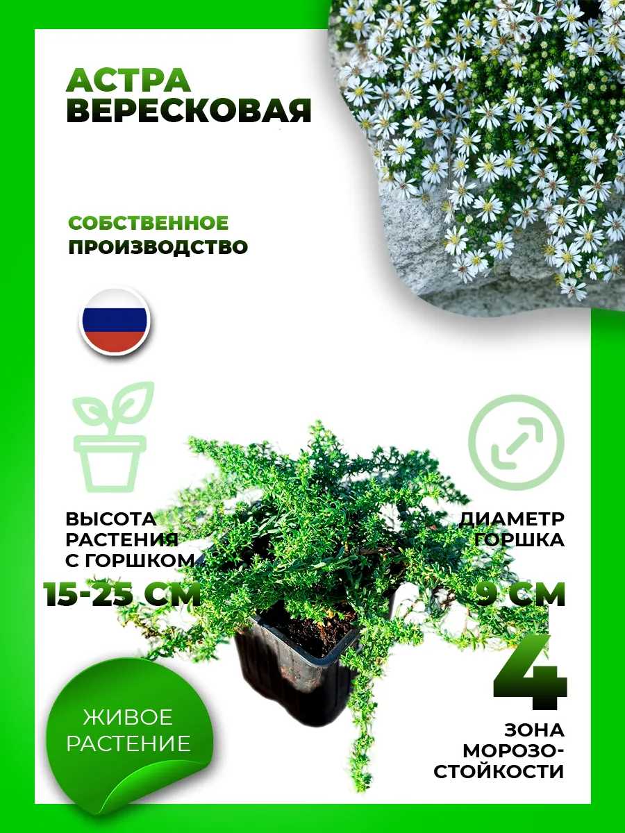 Астра вересковая