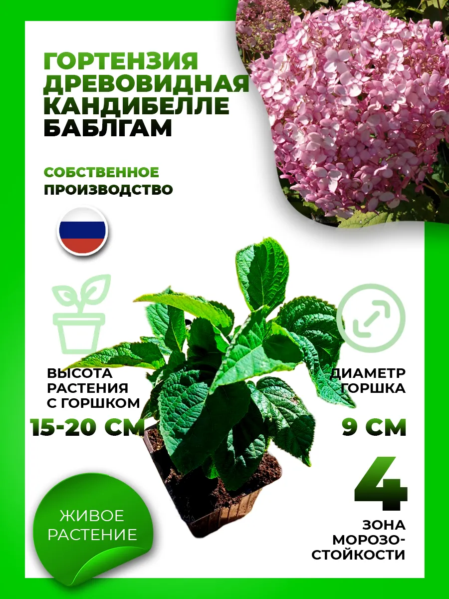 Гортензия древовидная Кандибелле Баблгам
