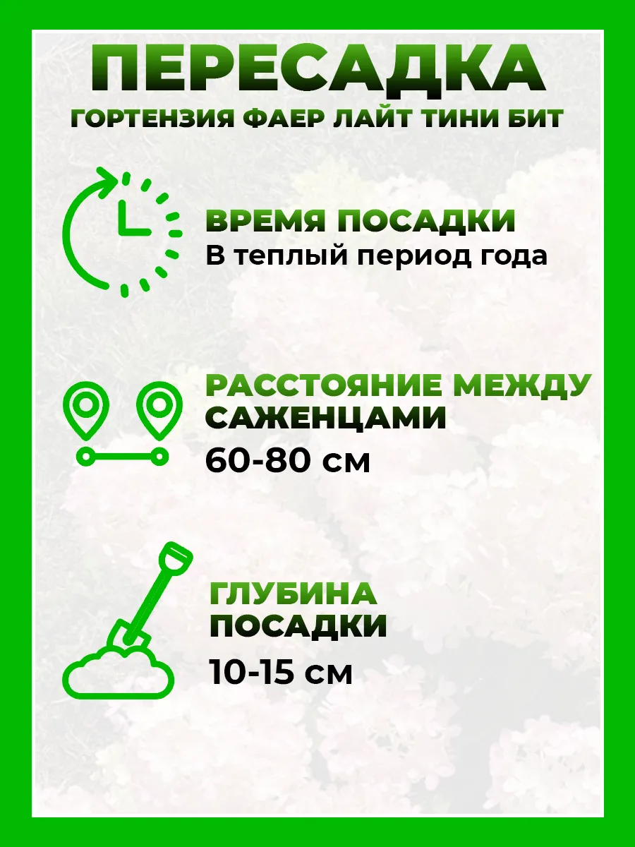 Гортензия метельчатая Файер Лайт Тини Бит