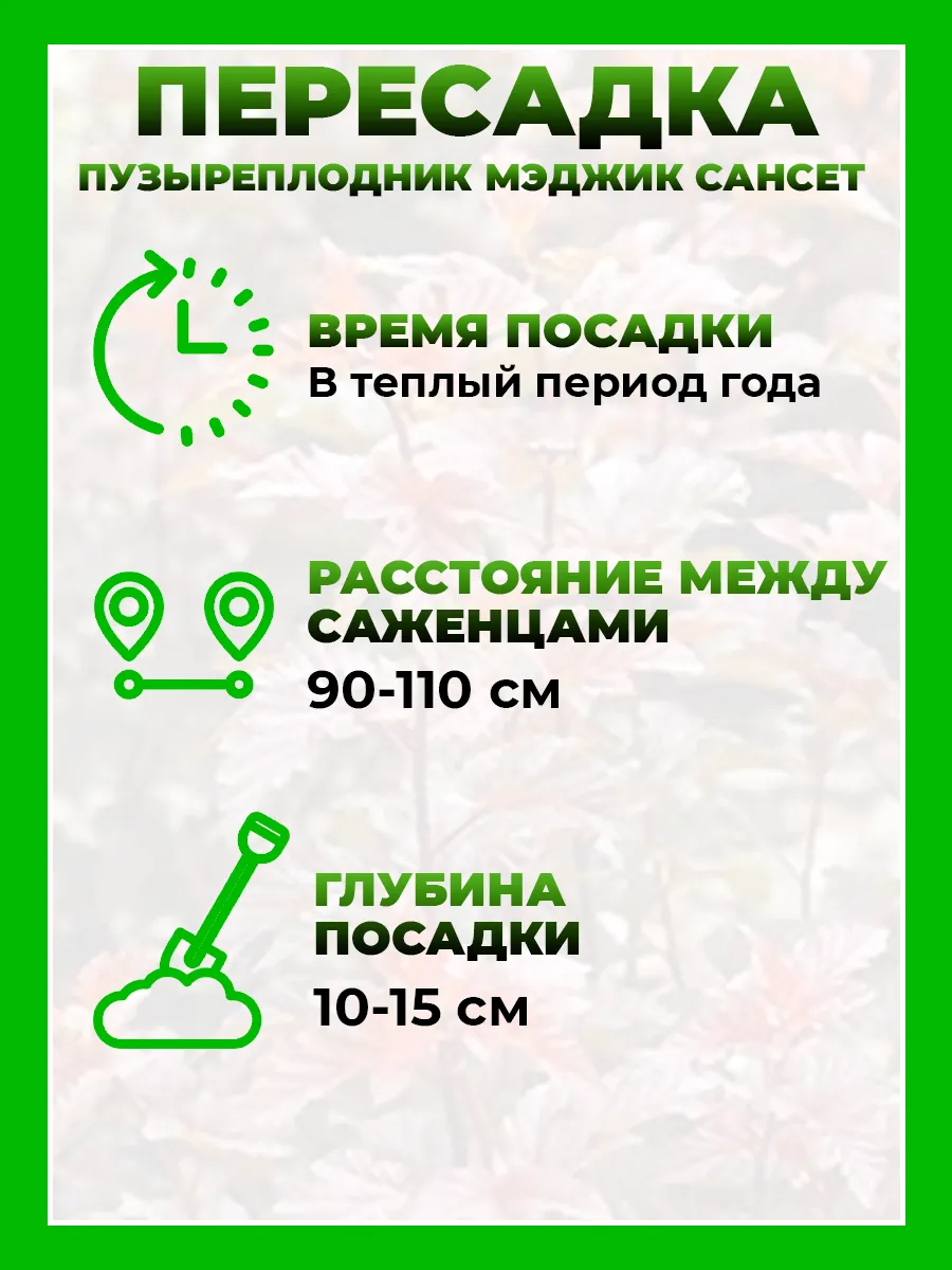 Пузыреплодник калинолистный Мэджик Сансет