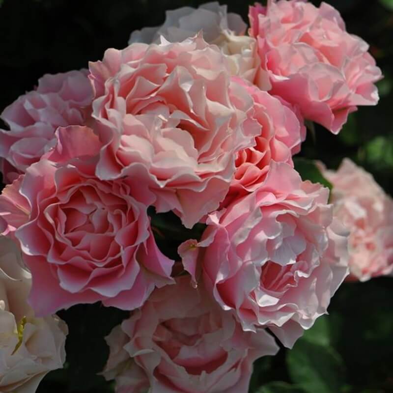Роза японской селекции Порселен д`Ориэнт (Rosa Japanese Porcelaine