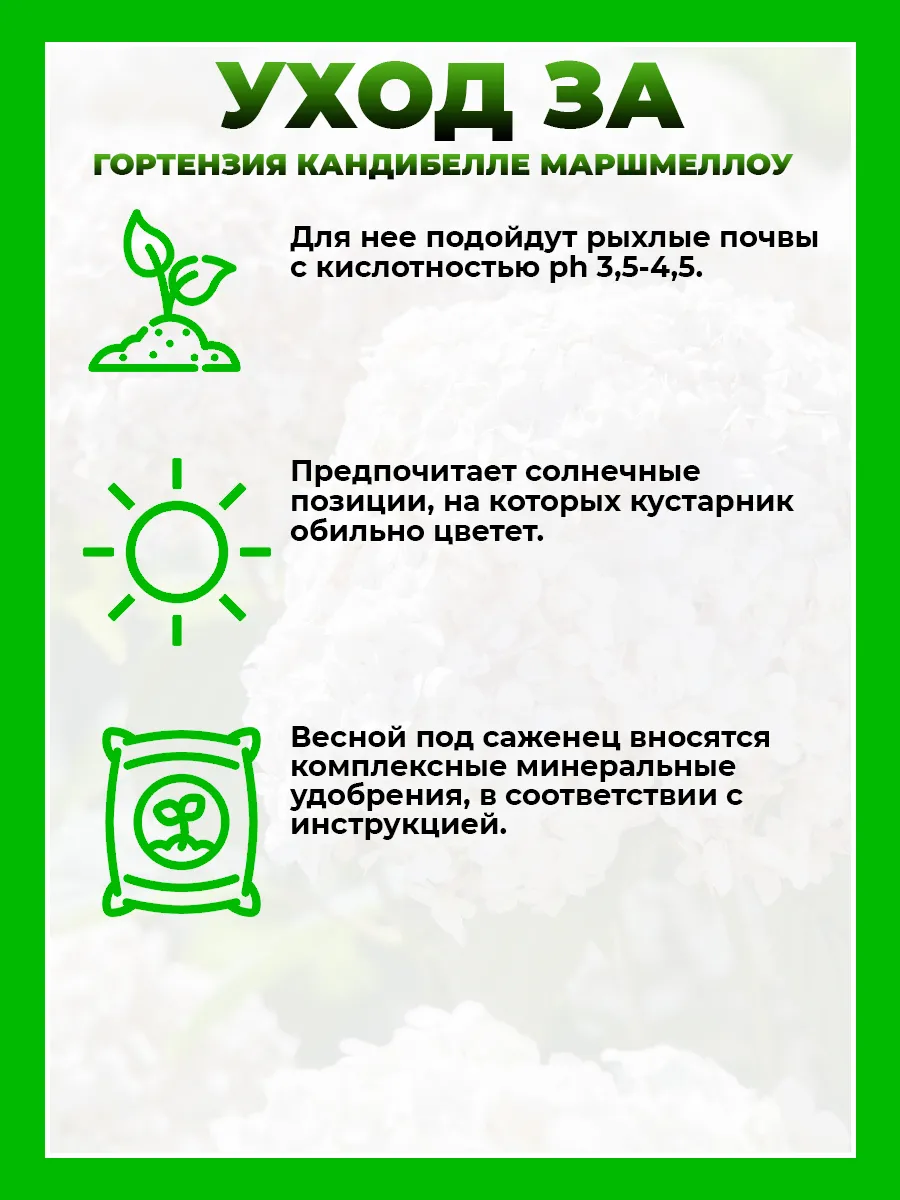 Гортензия древовидная Кандибелле Маршмеллоу