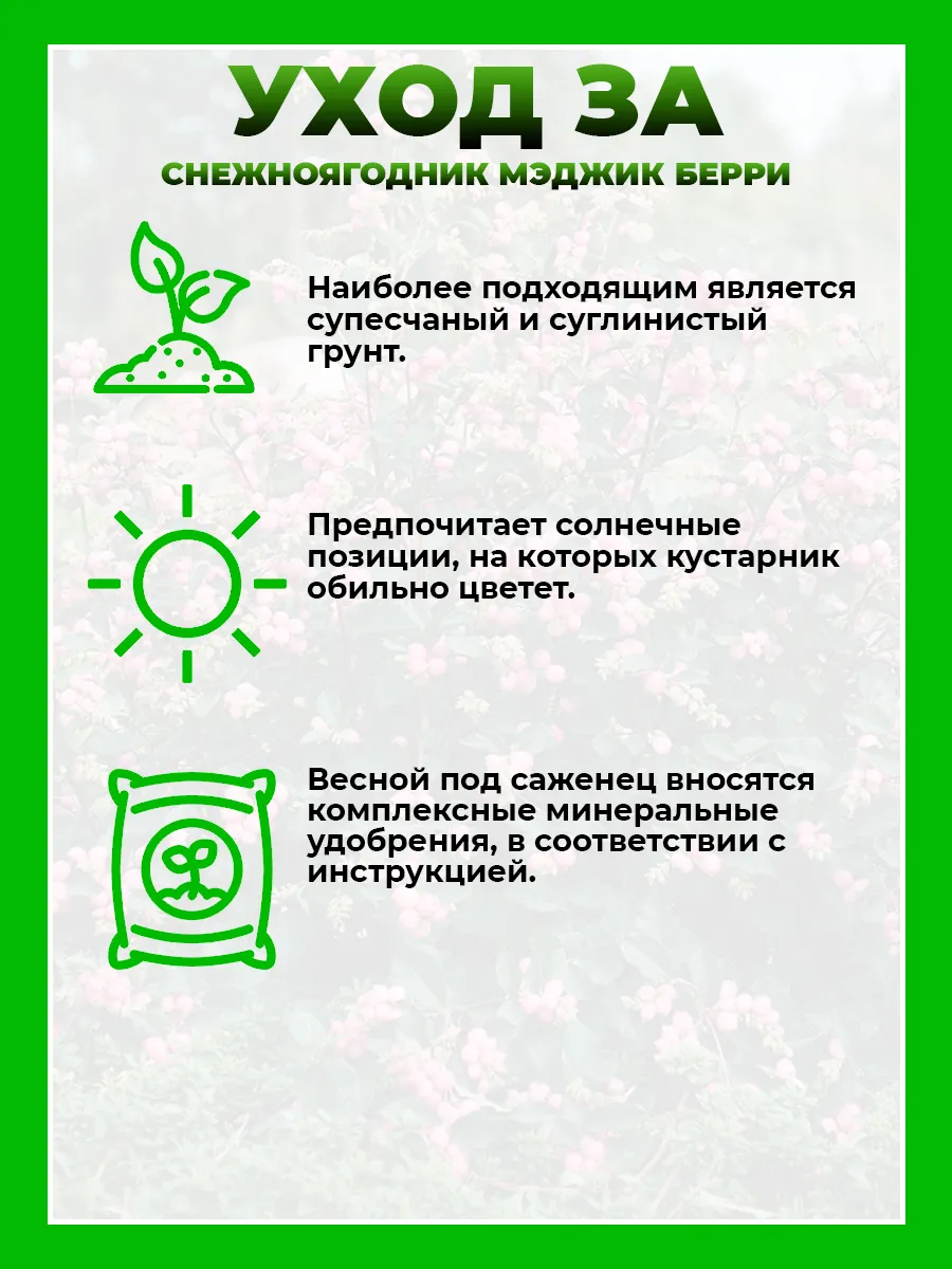 Снежноягодник Доренбоза Мэджик Берри