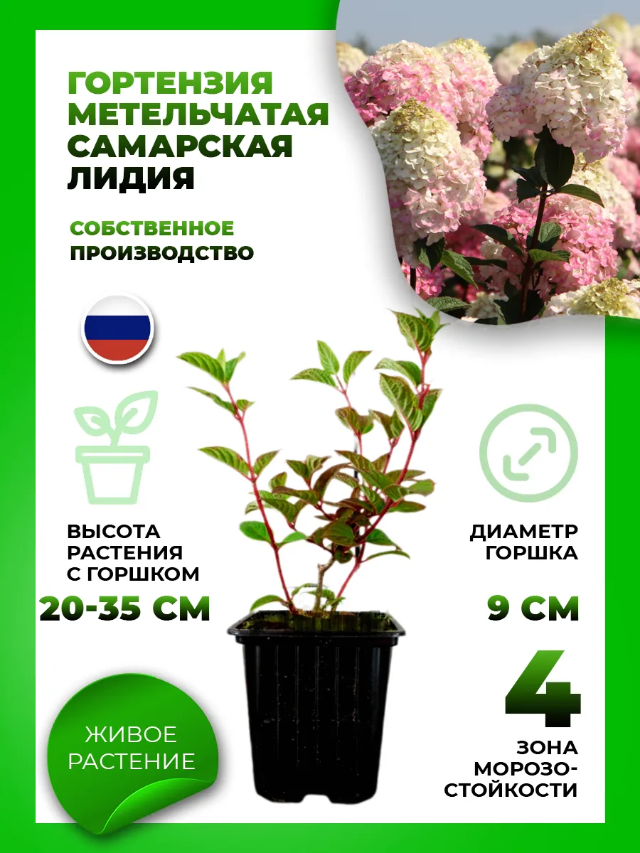 Гортензия метельчатая Самарская Лидия